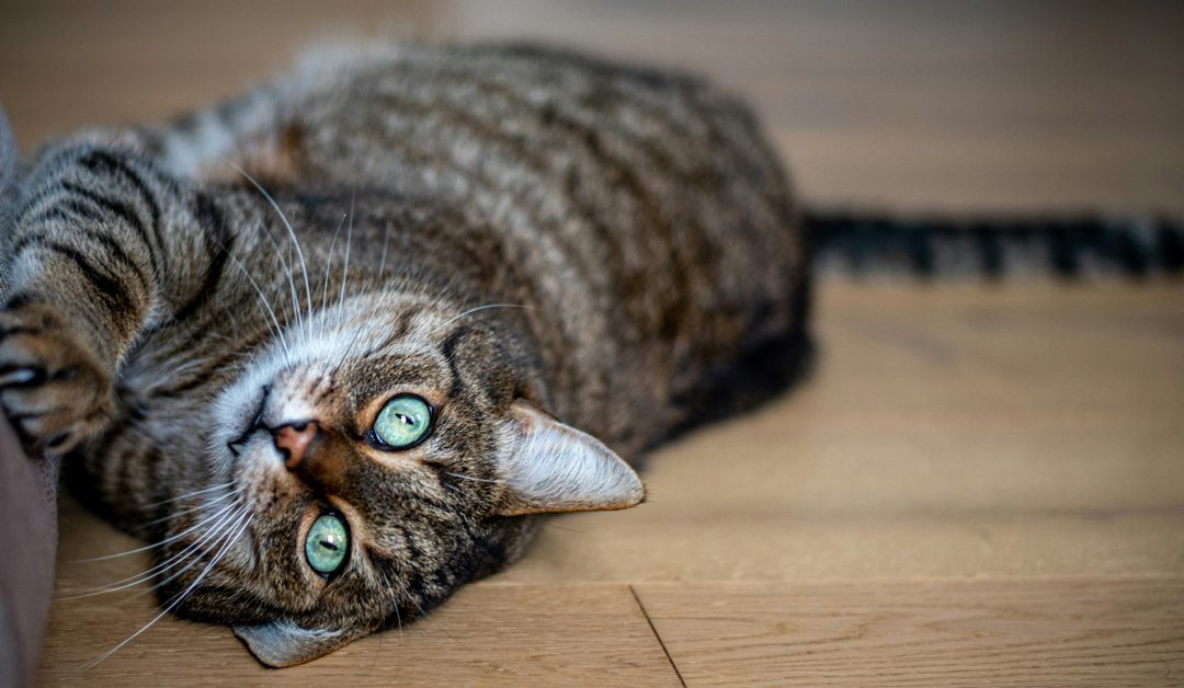 Fleas in Dogs and Cats: More Than Just a Pest